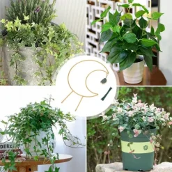 Iron Flower Ram Plant Climbing Vine Moon Bracket Plant Trellis