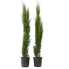 Italiensk cypress - Set om 2 - Cupressus sempervirens - Höjd 70-80cm - ⌀19cm