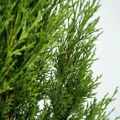 Italiensk cypress - Set om 2 - Cupressus sempervirens - Höjd 70-80cm - ⌀19cm