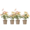Japansk buskrosling - Set om 4 - Pieris 'Forest Flame' - Höjd 25-40cm - ⌀17cm