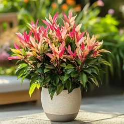 Japansk buskrosling - Set om 4 - Pieris 'Forest Flame' - Höjd 25-40cm - ⌀17cm