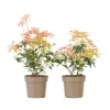 Japansk buskrosling - Set om 2 - Pieris 'Forest Flame' - Höjd 25-40cm - ⌀17cm
