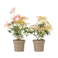 Japansk buskrosling - Set om 2 - Pieris 'Forest Flame' - Höjd 25-40cm - ⌀17cm