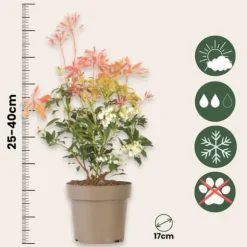 Japansk buskrosling - Set om 2 - Pieris 'Forest Flame' - Höjd 25-40cm - ⌀17cm