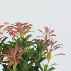 Japansk buskrosling - Set om 2 - Pieris 'Forest Flame' - Höjd 25-40cm - ⌀17cm