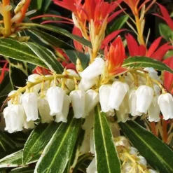 Japansk buskrosling - Set om 2 - Pieris 'Forest Flame' - Höjd 25-40cm - ⌀17cm