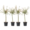 Japansk dvärgpil - Set om 4 - Salix integra 'Flamingo' - Höjd 60-80cm - ⌀17cm