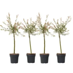 Japansk dvärgpil - Set om 4 - Salix integra 'Flamingo' - Höjd 60-80cm - ⌀17cm
