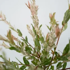 Japansk dvärgpil - Set om 4 - Salix integra 'Flamingo' - Höjd 60-80cm - ⌀17cm