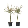 Japansk dvärgpil - Set om 2 - Salix integra 'Flamingo' - Höjd 60-80cm - ⌀17cm