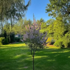 Japansk dvärgpil - Set om 2 - Salix integra 'Flamingo' - Höjd 60-80cm - ⌀17cm