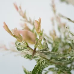 Japansk dvärgpil - Set om 2 - Salix integra 'Flamingo' - Höjd 60-80cm - ⌀17cm