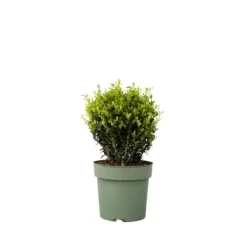 Japansk järnek - Ilex crenata 'Jenny' - Höjd 30-40cm - ⌀17cm