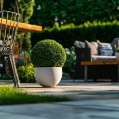 Japansk järnek - Ilex crenata 'Jenny' - Höjd 30-40cm - ⌀17cm