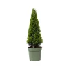 Japansk järnek - Ilex crenata 'Jenny' - Höjd 55-65cm - ⌀21cm