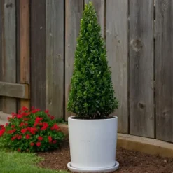 Japansk järnek - Ilex crenata 'Jenny' - Höjd 55-65cm - ⌀21cm