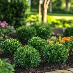 Japansk järnek - Set om 48 - Ilex crenata 'Jenny' - Höjd 10-20cm - ⌀9cm