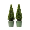 Japansk järnek - Set om 2 - Ilex crenata 'Jenny' - Höjd 55-65cm - ⌀21cm