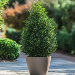 Japansk järnek - Set om 2 - Ilex crenata 'Jenny' - Höjd 55-65cm - ⌀21cm