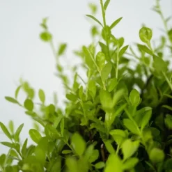 Japansk järnek - Set om 2 - Ilex crenata 'Jenny' - Höjd 55-65cm - ⌀21cm