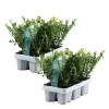 Japansk järnek - Set om 12 - Ilex crenata 'Jenny' - Höjd 10-20cm - ⌀9cm