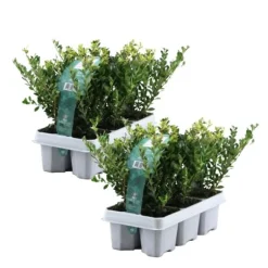 Japansk järnek - Set om 12 - Ilex crenata 'Jenny' - Höjd 10-20cm - ⌀9cm