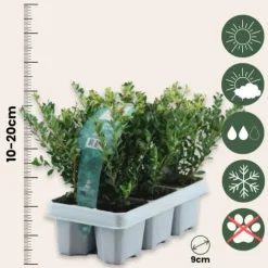 Japansk järnek - Set om 12 - Ilex crenata 'Jenny' - Höjd 10-20cm - ⌀9cm