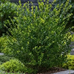 Japansk järnek - Set om 12 - Ilex crenata 'Jenny' - Höjd 10-20cm - ⌀9cm