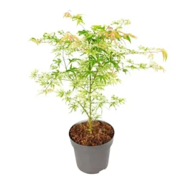Japansk lönn - Acer palmatum 'Ukigumo' - Höjd 50-60cm - ⌀19cm