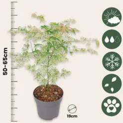 Japansk lönn - Acer palmatum 'Ukigumo' - Höjd 50-60cm - ⌀19cm