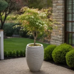 Japansk lönn - Acer palmatum 'Ukigumo' - Höjd 50-60cm - ⌀19cm