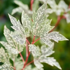 Japansk lönn - Acer palmatum 'Ukigumo' - Höjd 50-60cm - ⌀19cm