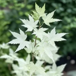 Japansk lönn - Acer palmatum 'Ukigumo' - Höjd 50-60cm - ⌀19cm