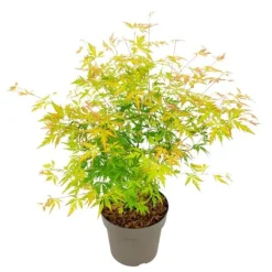 Japansk lönn - Acer palmatum 'Orange Lace' - Höjd 60-70cm - ⌀19cm