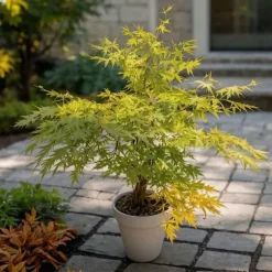 Japansk lönn - Acer palmatum 'Orange Lace' - Höjd 60-70cm - ⌀19cm