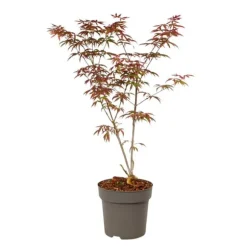 Japansk lönn - Acer palmatum 'Starfish' - Höjd 60-70cm - ⌀19cm
