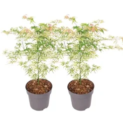 Japansk lönn - Set om 2 - Acer palmatum 'Ukigumo' - Höjd 50-60cm - ⌀19cm