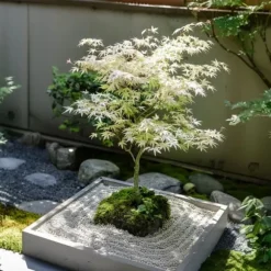 Japansk lönn - Set om 2 - Acer palmatum 'Ukigumo' - Höjd 50-60cm - ⌀19cm