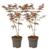 Japansk lönn - Set om 2 - Acer palmatum 'Starfish' - Höjd 60-70cm - ⌀19cm