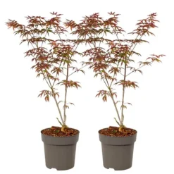 Japansk lönn - Set om 2 - Acer palmatum 'Starfish' - Höjd 60-70cm - ⌀19cm