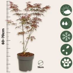 Japansk lönn - Set om 2 - Acer palmatum 'Starfish' - Höjd 60-70cm - ⌀19cm