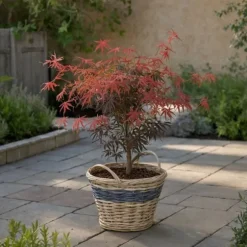 Japansk lönn - Set om 2 - Acer palmatum 'Starfish' - Höjd 60-70cm - ⌀19cm