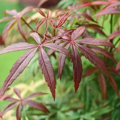 Japansk lönn - Set om 2 - Acer palmatum 'Starfish' - Höjd 60-70cm - ⌀19cm