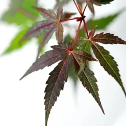 Japansk lönn - Set om 2 - Acer palmatum 'Starfish' - Höjd 60-70cm - ⌀19cm