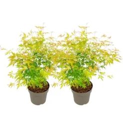 Japansk lönn - Set om 2 - Acer palmatum 'Orange Lace' - Höjd 60-70cm - ⌀19cm