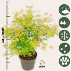 Japansk lönn - Set om 2 - Acer palmatum 'Orange Lace' - Höjd 60-70cm - ⌀19cm