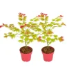 Japansk lönn - Set om 2 - Acer palmatum 'Moonrise' - Höjd 40-50cm - ⌀19cm