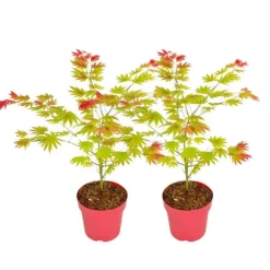 Japansk lönn - Set om 2 - Acer palmatum 'Moonrise' - Höjd 40-50cm - ⌀19cm