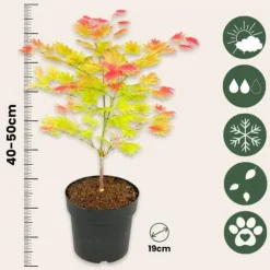 Japansk lönn - Set om 2 - Acer palmatum 'Moonrise' - Höjd 40-50cm - ⌀19cm