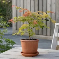 Japansk lönn - Set om 2 - Acer palmatum 'Moonrise' - Höjd 40-50cm - ⌀19cm